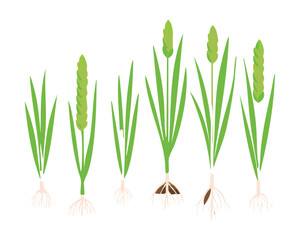 Simple Illustration of Green Onion Plants with Roots, Minimalist Vegetable Vector