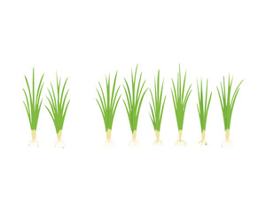 Row of Fresh Green Grass Plants, Minimalist Nature and Garden Vector