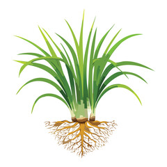 Simple Illustration of a Cattail Plant with Leaves and Roots, Isolated Nature Graphic