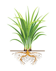 A Green Plant with a Simple Root System in a Mound of Soil, Isolated Vector