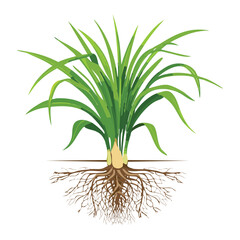 A Simple Green Plant with a Root System, Isolated Nature and Biology Vector