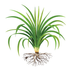 A Green Plant with a Simple Root System, Isolated Nature and Biology Vector