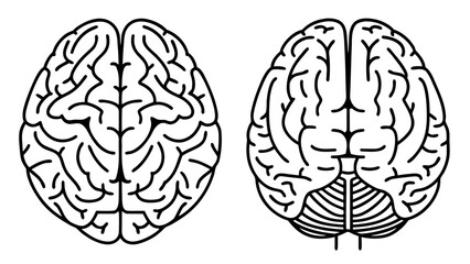 Vector Human Brain Line Art