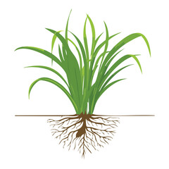 Fresh Plant with Visible Roots, Minimalist Gardening and Nature Illustration