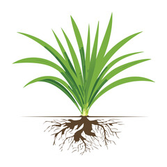 Green Plant with a Full Root System, Isolated Detailed Nature and Biology Illustration
