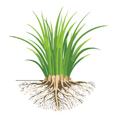  Detailed View of a Green Plant with an Extensive Root System, Isolated Vector