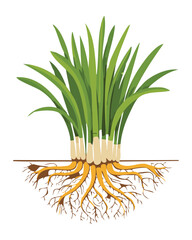 Detailed Vector Illustration of a Plant with Roots and Soil Layers