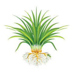 A Plant with Roots in Soil on a Light Green Background Vector Art