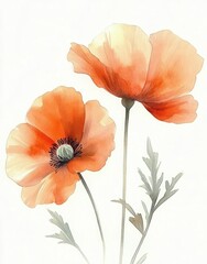 Two delicate orange poppy flowers with light green leaves on thin stems against a white background, evoking a gentle and peaceful mood