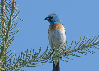 Lazuli bunting on a branch