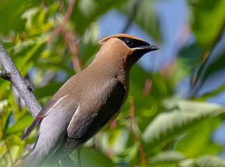 Cedar waxwing