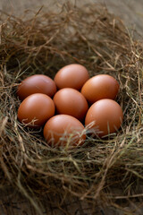 Several chicken eggs resting on a nest