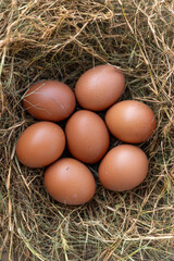 Several chicken eggs resting on a nest