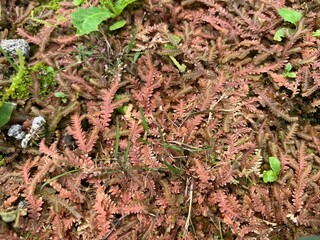 grass on yellow rocks