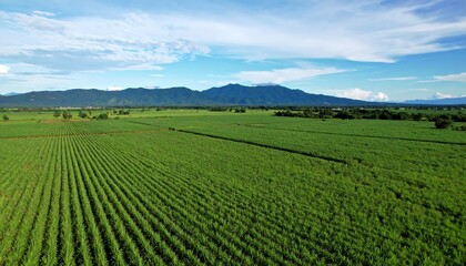 Expansive sugarcane field panorama
