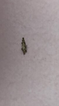 A case-bearing moth larva, Phereoeca uterebella, crawling slowly on a white interior wall surface.