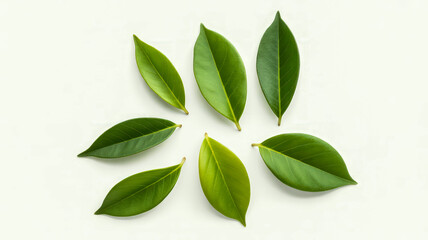 Fototapeta premium Fresh green leaves arranged in a circular pattern plant nature