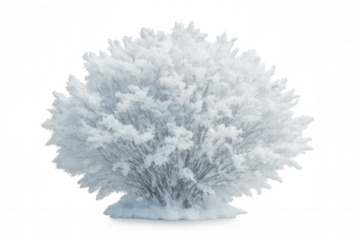 Snow-covered round bush, white branches isolated on transparent background, winter landscape design element