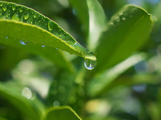 葉っぱの先端から夏の通り雨の滴が零れ落ちる瞬間