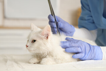 Veterinarian with tick extractor removing parasite from cat in vet clinic