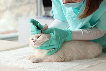 Veterinarian with tick extractor removing parasite from cat in vet clinic