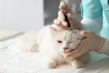 Veterinarian with tick extractor removing parasite from cat in vet clinic, closeup