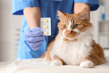 Veterinarian holding anti-parasitic pills near cat in vet clinic, closeup