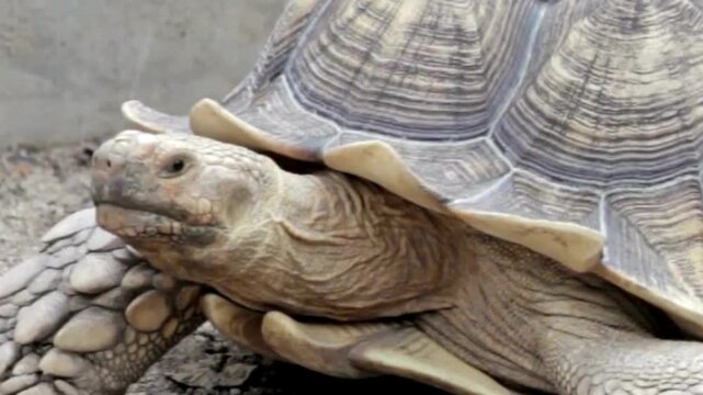 African Spurred Tortoise Closeup on Rocks