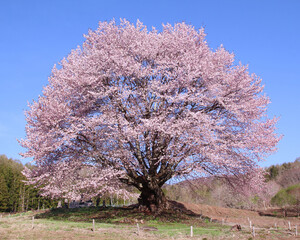 片品村　天王桜 © Tozawa