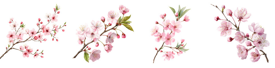 Fototapeta premium Watercolor Cherry Blossom Branches: Delicate Spring Floral Collection