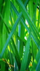 background of sugarcane leaves in Indonesia 