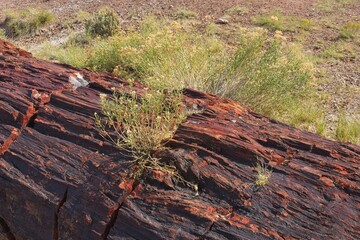 Closeup of a piece of petrified wood on the ground at Petrified Forest National Park, Arizona. A plant is growing out of a crack in the log.