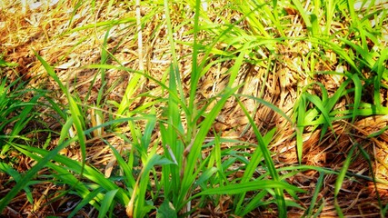 background of javanese elephant grass behind which there is dry grass 