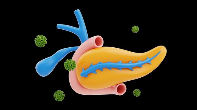 3D Animation of Human Pancreas and Gallbladder Anatomy Model | Alpha Channel