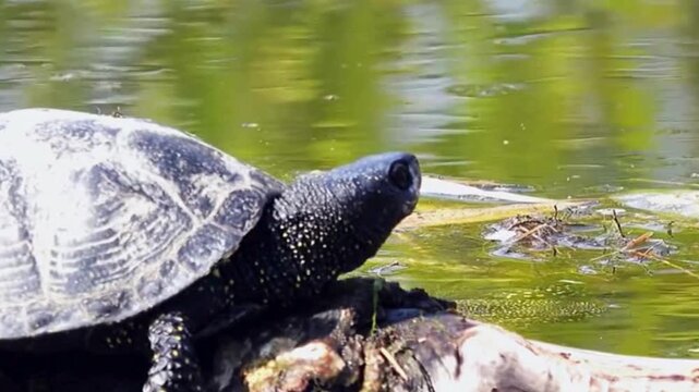Basking Turtle on Log in Sunlit Pond Wetland