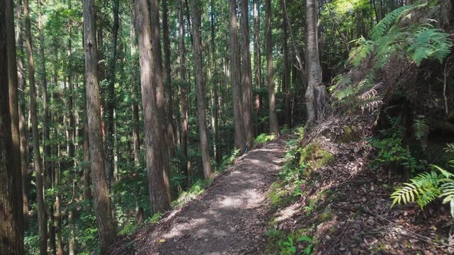 First-Person POV Walk on Kumano Kodo &ndash; Nakahechi Route, from Inohana-oji to Hosshinmon-oji, Hongu, Tanabe City, Wakayama, Japan　熊野古道・中辺路「猪鼻王子と発心門王子区間」主観撮影 和歌山県田辺市本宮町