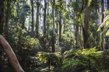 Dense forest with tall eucalyptus trees and green ferns lit by soft sunlight.