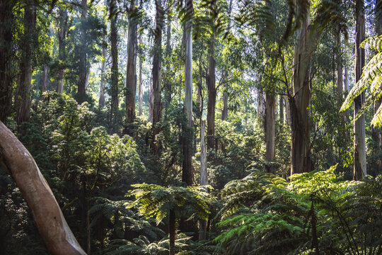 Dense forest with tall eucalyptus trees and green ferns lit by soft sunlight.