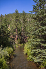 Small stream running through the forest