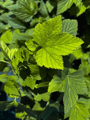 Blackcurrant leaves. Vertical photo.