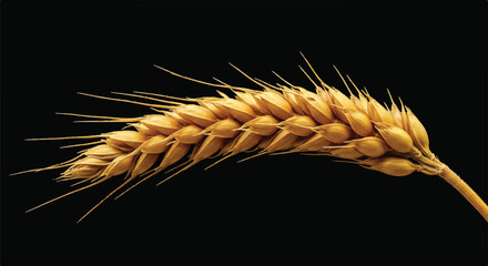 Golden wheat stalk, isolated black