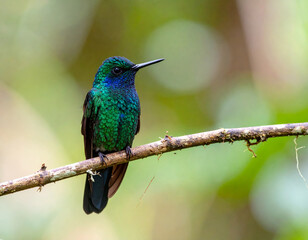 Fototapeta premium Hummingbird with green and blue feathers perched on branch in natural setting