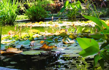 charca de peces en botanico