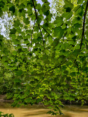 Green Maple Leaf Canopy Over a Quiet River