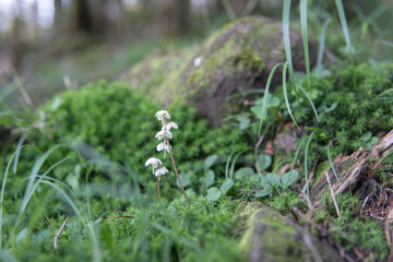日本：イチヤクソウ（Pyrola...