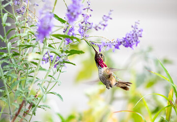 Red throat Humming bird feeding on purple sage close up