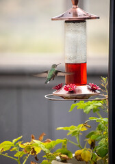 Humming bird near red feeder in flight