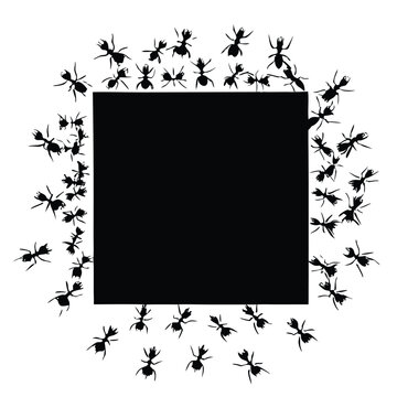 black ants surround black square clip art preview