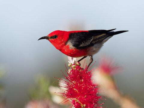 Scarlet Honeyeater (Myzomela sanguinolenta) perched on a red flowering callistemon or grevillea with bokeh background.