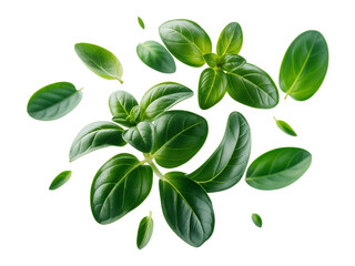 Fototapeta premium Fresh Green Oregano Leaves Floating on White Background